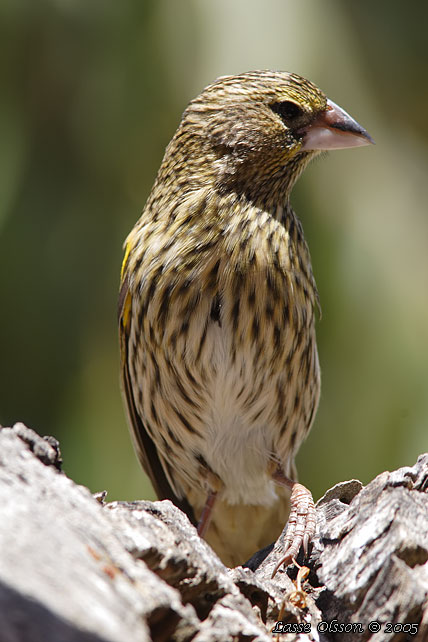 YELLOW BISHOP (Euplectes capensis)