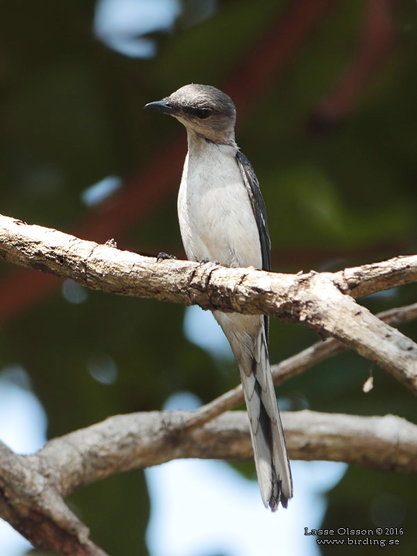 ASHY MINIVET (Pericrocotus divaricatus) - Stäng / close