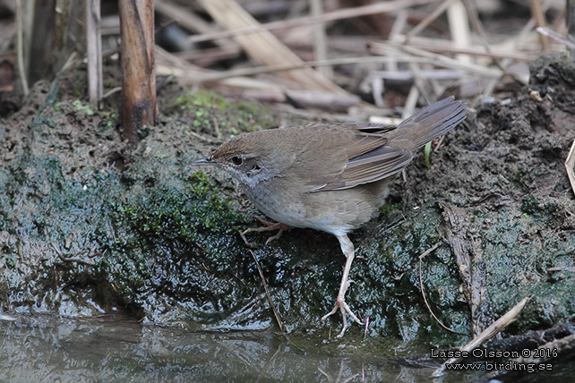 BAIKAL BUSH-WARBLER (Locustella davidi) - STOR BILD / FULL SIZE