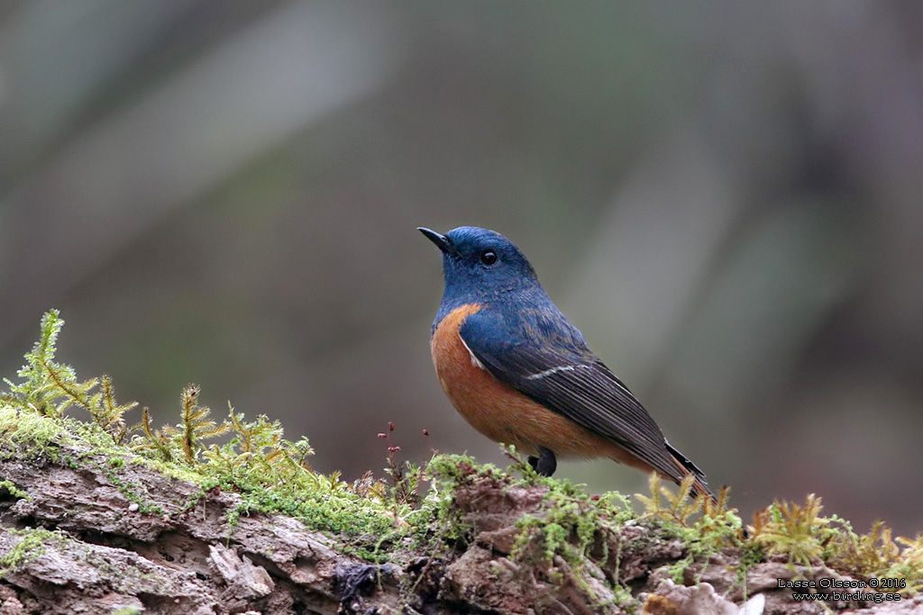 BLUE-FRONTED REDSTART (Phoenicurus frontalis) - Stäng / close