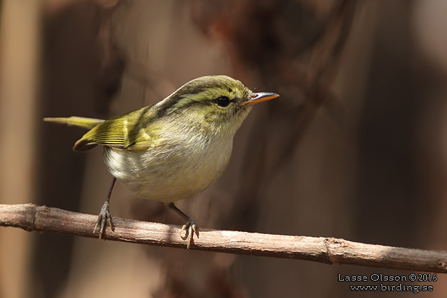 BLYTH'S LEAF WARBLER (Phylloscopus reguloides) - STOR BILD / FULL SIZE