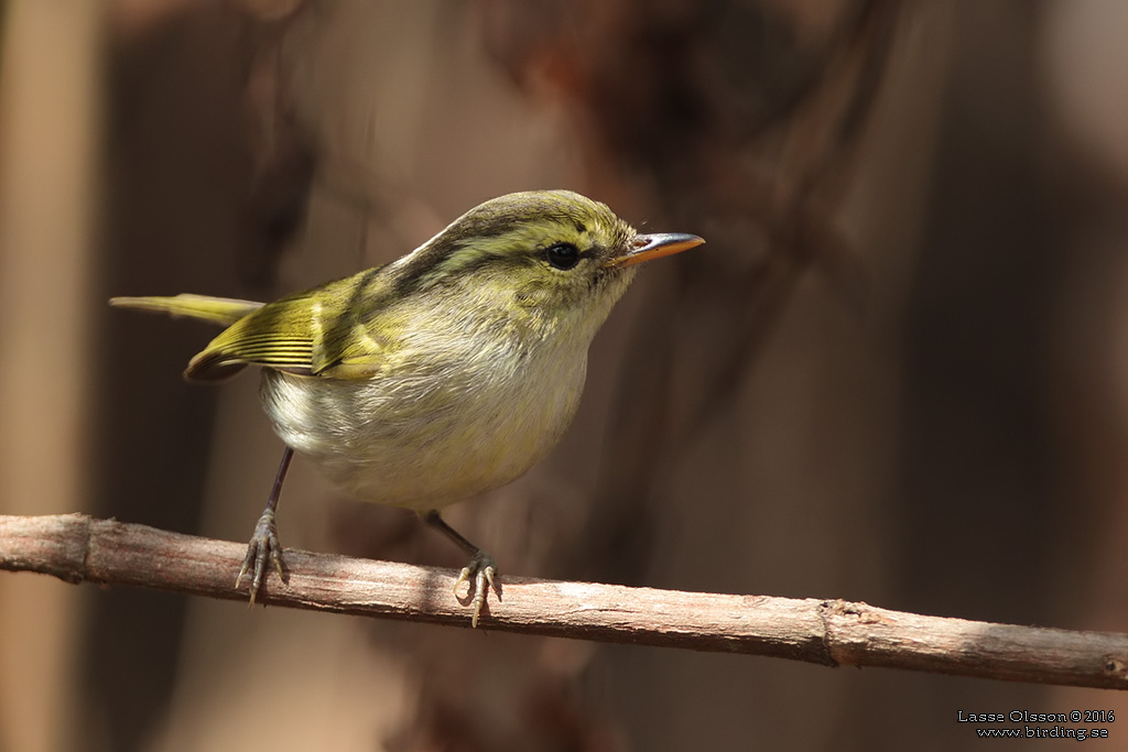 BLYTH'S LEAF WARBLER (Phylloscopus reguloides) - Stäng / close