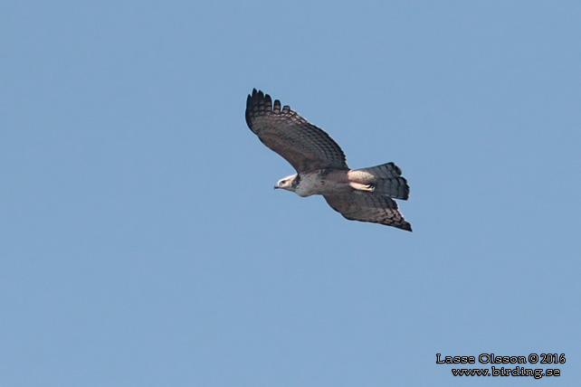 CHANGEABLE HAWK-EAGLE (Nisaetus limnaeetus) - STOR BILD / FULL SIZE