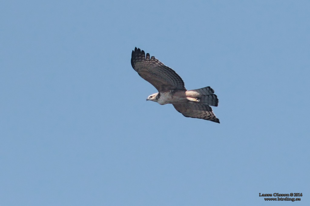 CHANGEABLE HAWK-EAGLE (Nisaetus limnaeetus) - Stäng / close