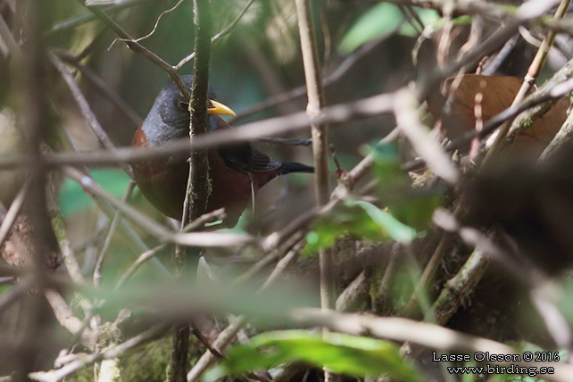 CHESTNUT THRUSH (Turdus rubrocanus) - STOR BILD / FULL SIZE