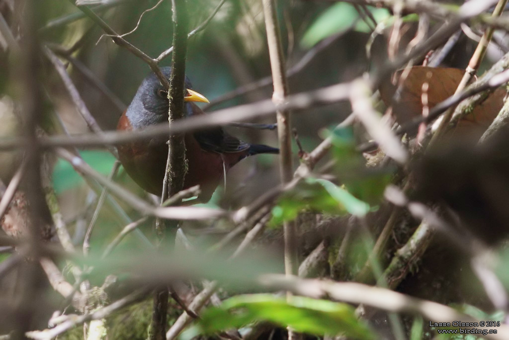 CHESTNUT THRUSH (Turdus rubrocanus) - Stäng / close