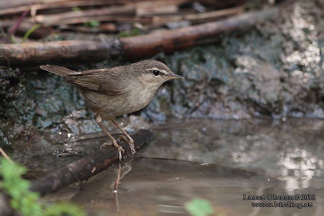 DUSKY WARBLER (Phylloscopus fuscatus) - STOR BILD / FULL SIZE