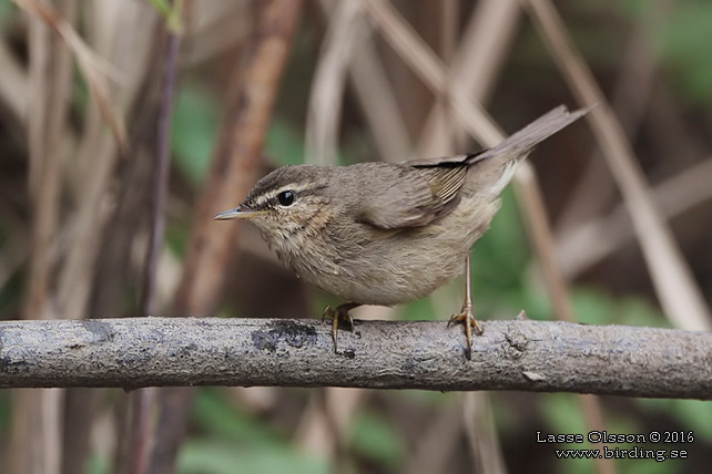 DUSKY WARBLER (Phylloscopus fuscatus) - STOR BILD / FULL SIZE