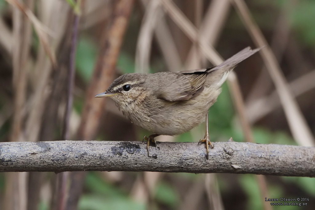 DUSKY WARBLER (Phylloscopus fuscatus) - Stäng / close