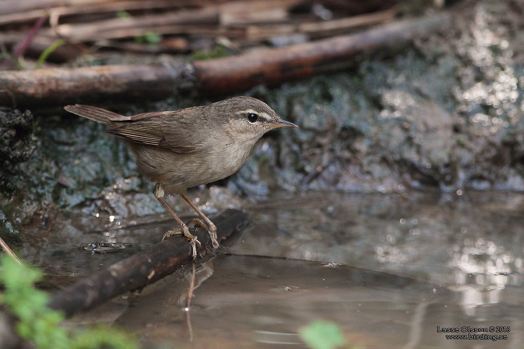 DUSKY WARBLER (Phylloscopus fuscatus) - Stäng / close