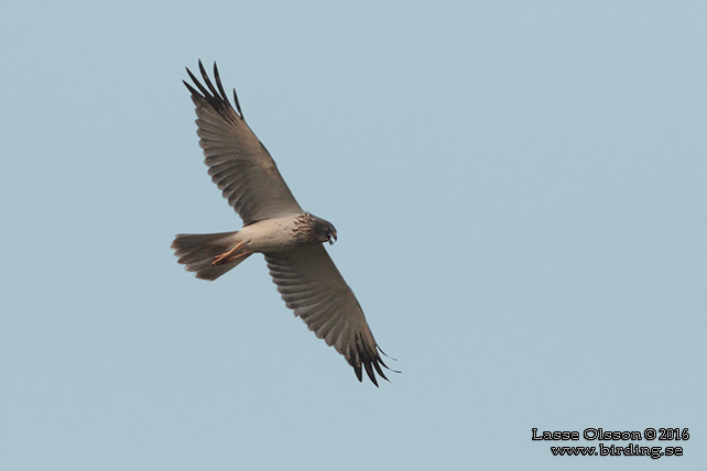 EASTERN MARSH HARRIER (Circus spilonotus) - STOR BILD / FULL SIZE