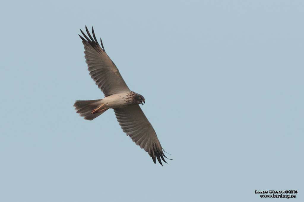 EASTERN MARSH HARRIER (Circus spilonotus) - Stäng / close