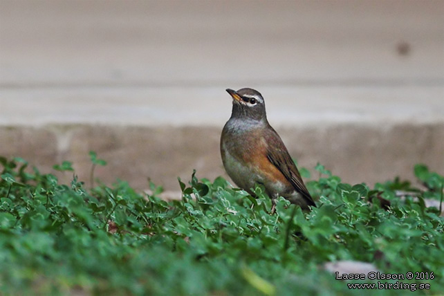 EYEBROWED THRUSH (Turdus obscurus) - STOR BILD / FULL SIZE