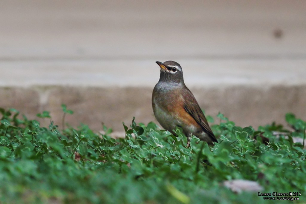 EYEBROWED THRUSH (Turdus obscurus) - Stäng / close