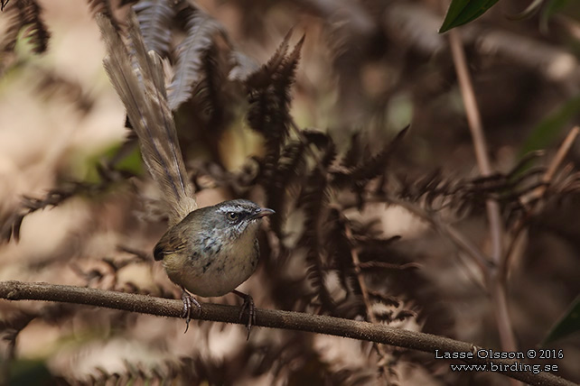 HILL PRINIA (Prinia superciliaris)) - STOR BILD / FULL SIZE