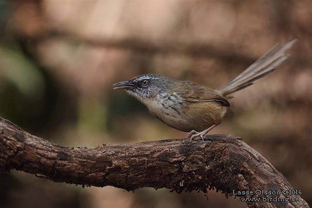 HILL PRINIA (Prinia superciliaris)) - STOR BILD / FULL SIZE