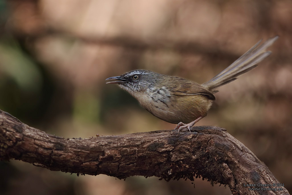 HILL PRINIA (Prinia superciliaris) - Stäng / close