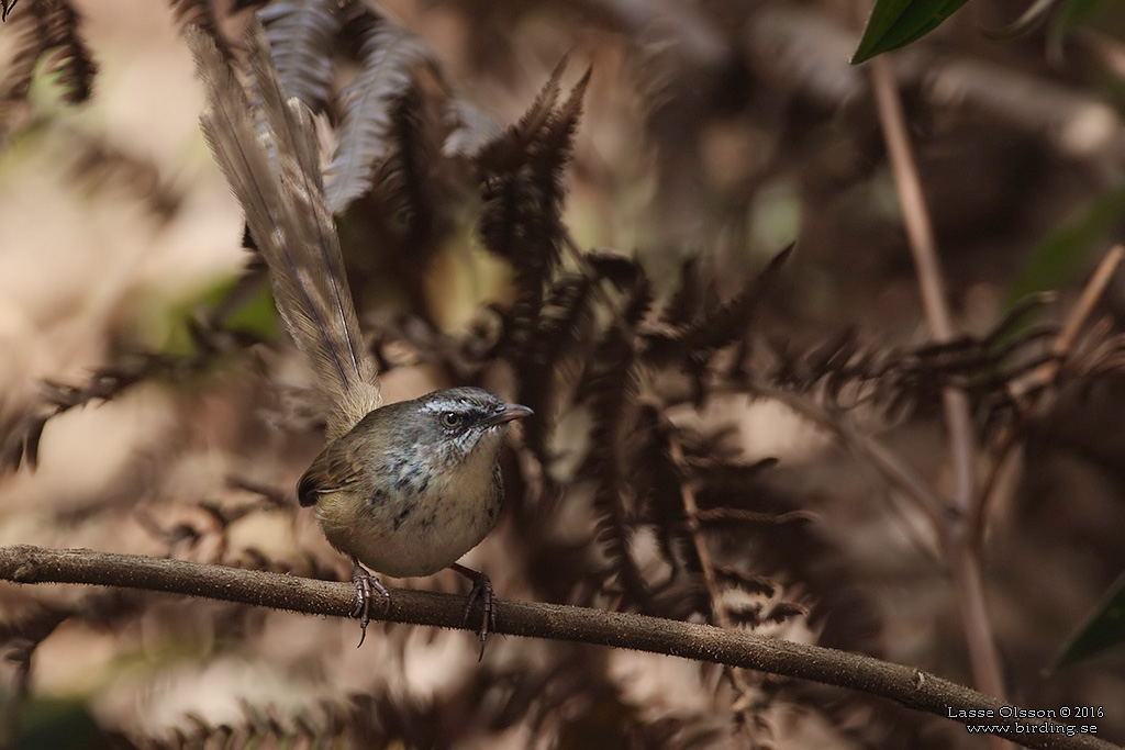 HILL PRINIA (Prinia superciliaris) - Stäng / close