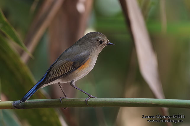 HIMALAYAN BLUETAIL (Tarsiger rufilatus) - STOR BILD / FULL SIZE