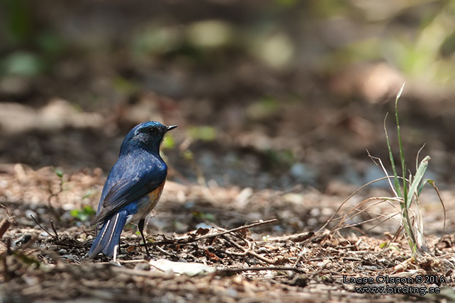 HIMALAYAN BLUETAIL (Tarsiger rufilatus) - STOR BILD / FULL SIZE