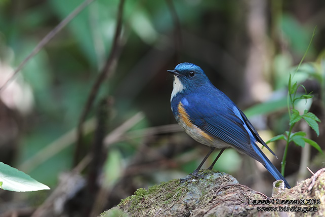 HIMALAYAN BLUETAIL (Tarsiger rufilatus) - STOR BILD / FULL SIZE