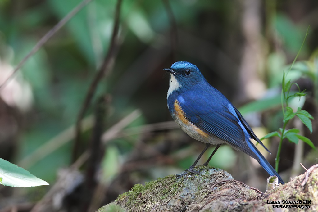 HIMALAYAN BLUETAIL (Tarsiger rufilatus) - Stäng / close