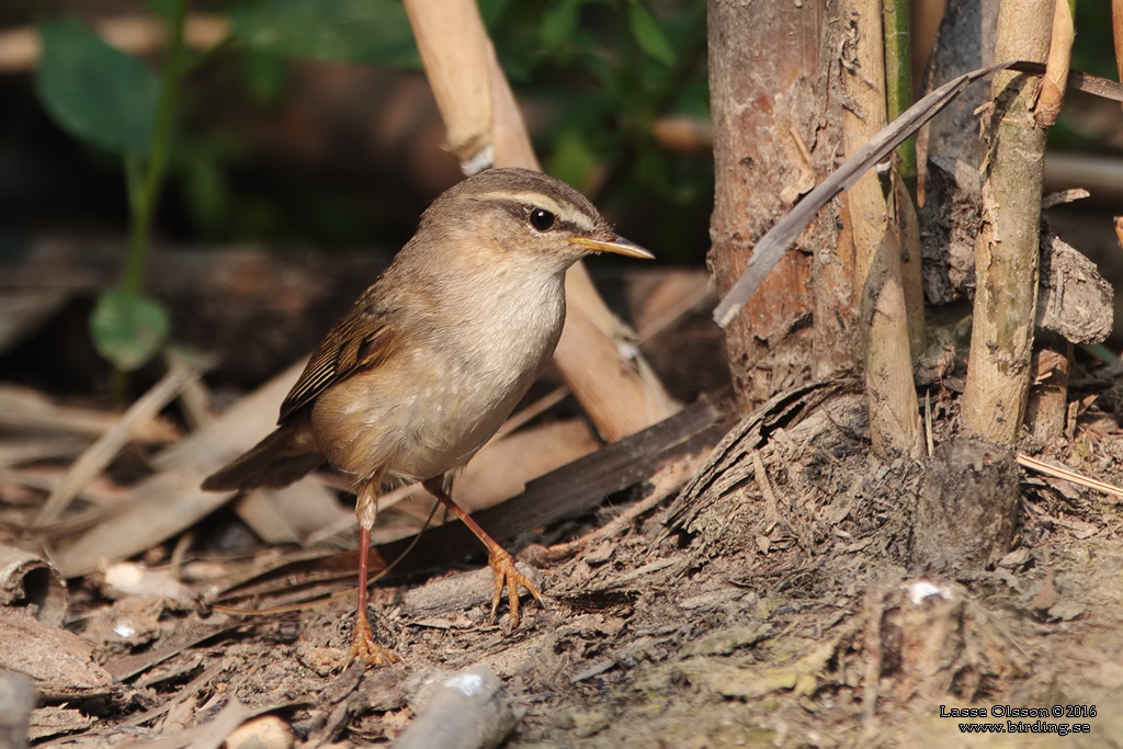 MANCHURIAN BUSH-WARBLER (Horornis borealis) - Stäng / close