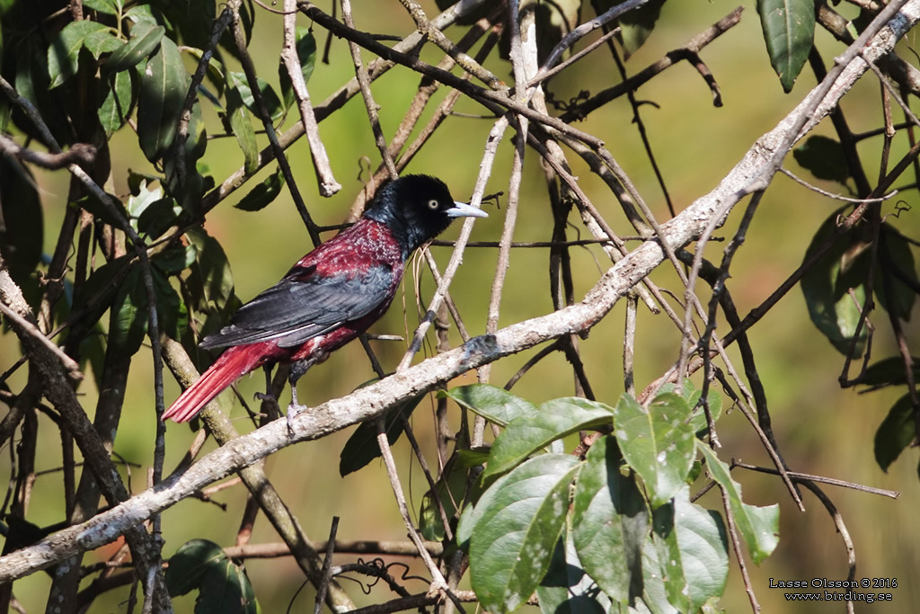 MAROON ORIOLE (Oriolus trailii) - Stäng / close