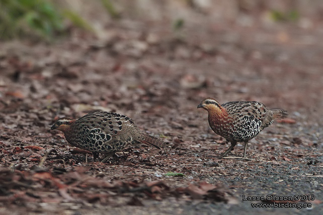 MOUNTAIN BAMBOO-PARTRIDGE (Bambusicola fytchii) - STOR BILD / FULL SIZE