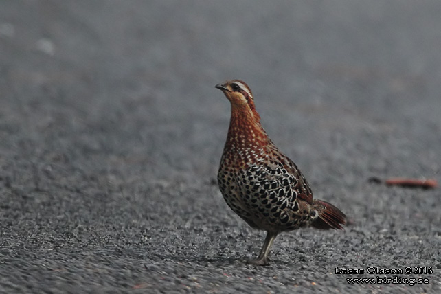 MOUNTAIN BAMBOO-PARTRIDGE (Bambusicola fytchii) - STOR BILD / FULL SIZE