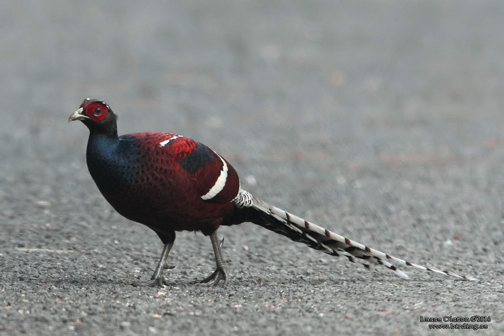 MRS HUME'S PHEASANT (Syrmaticus humiae) - Stäng / close