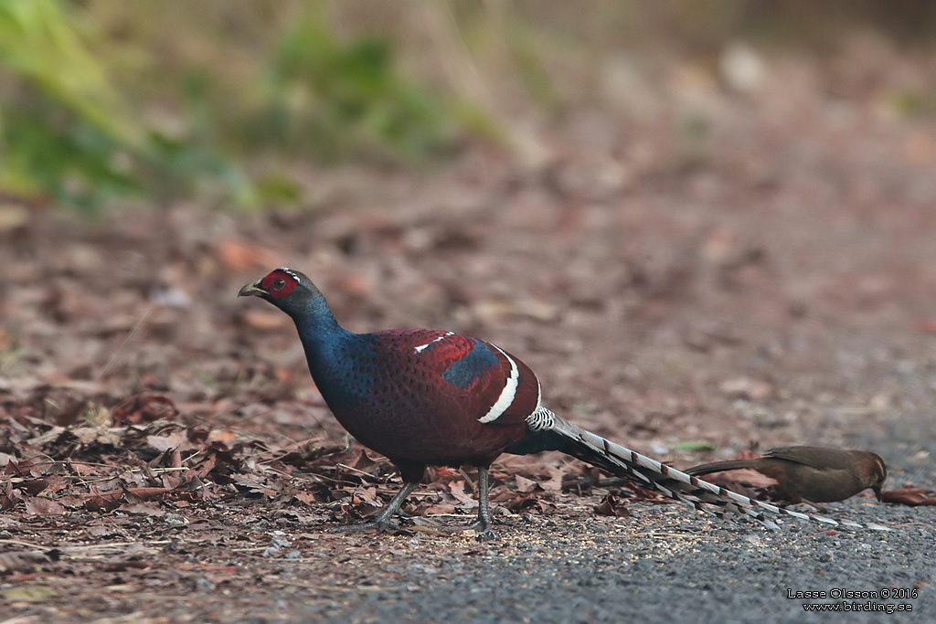 MRS HUME'S PHEASANT (Syrmaticus humiae) - Stäng / close