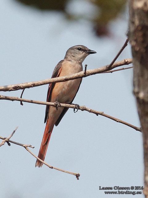 ROSY MINIVET (Pericrocotus roseus) - STOR BILD / FULL SIZE