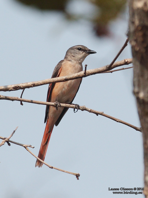 ROSY MINIVET (Pericrocotus roseus) - Stäng / close