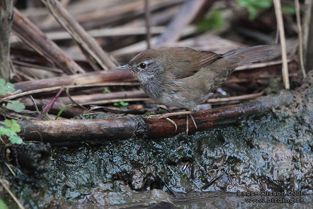 SPOTTED BUSH-WARBLER (Locustella thoracica) - STOR BILD / FULL SIZE