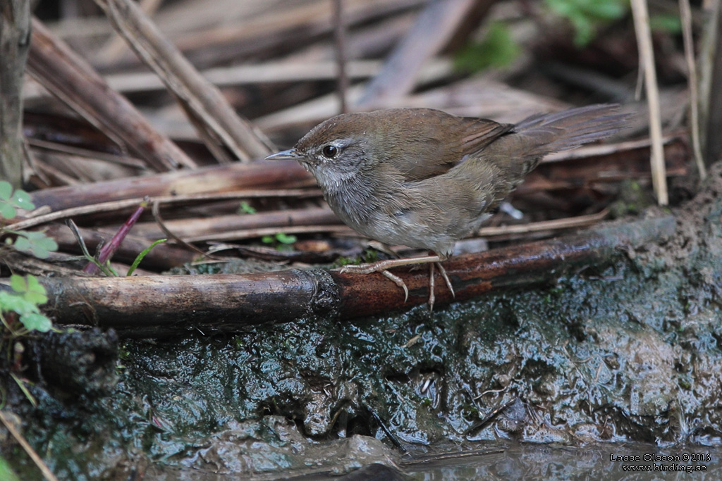 SPOTTED BUSH-WARBLER (Locustella thoracica) - Stäng / close