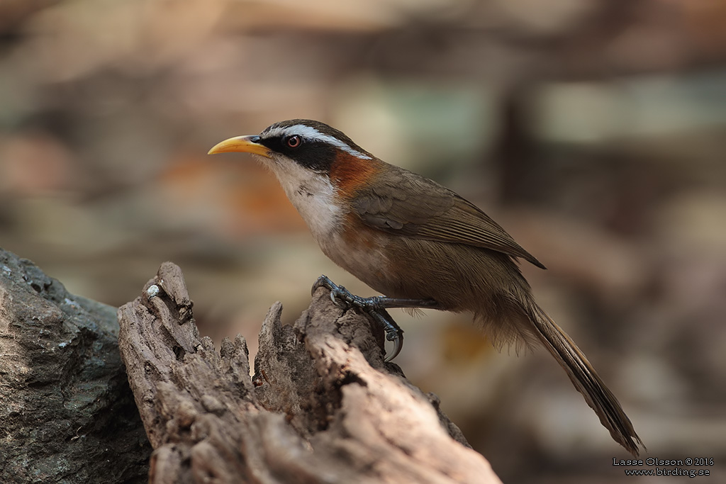 WHITE-BROWED SCIMITAR BABBLER (Pamatorhinus schisticeps) - Stäng / close