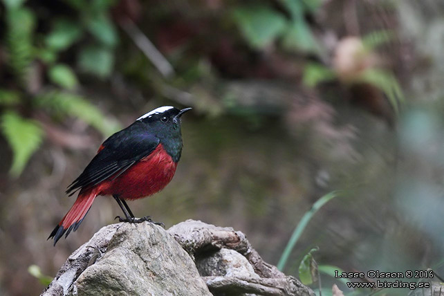 WHITE-CAPPED REDSTART (Phoenicurus leucocephalus) - STOR BILD / FULL SIZE