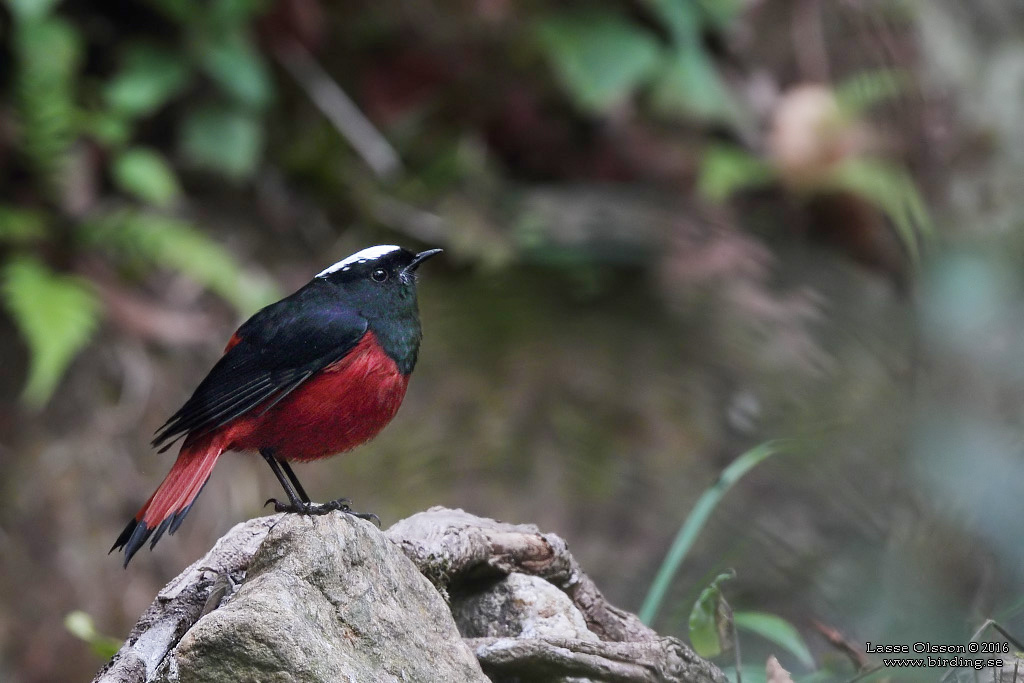 WHITE-CAPPED REDSTART (Phoenicurus leucocephalus) - Stäng / close