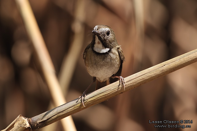 WHITE-GORGETED FLYCATCHER (Anthipes monileger) - STOR BILD / FULL SIZE