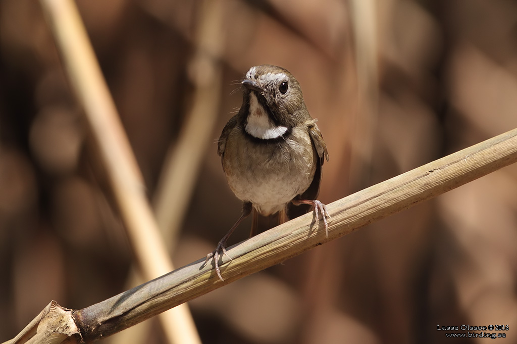 WHITE-GORGETED FLYCATCHER (Anthipes monileger) - Stäng / close