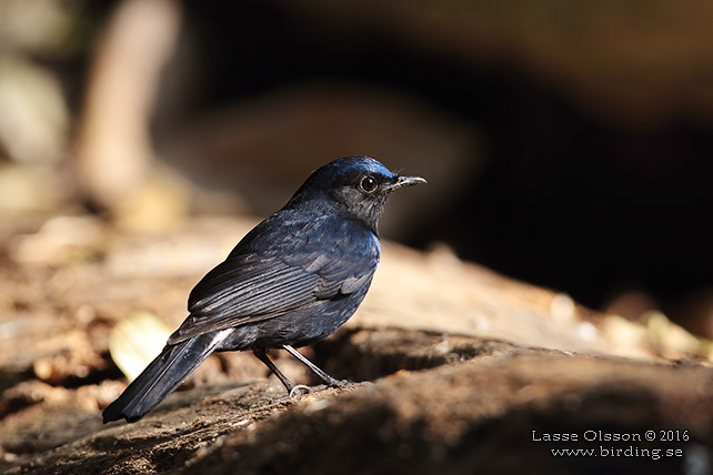 WHITE-TAILED ROBIN (Myiomela leucura) - STOR BILD / FULL SIZE