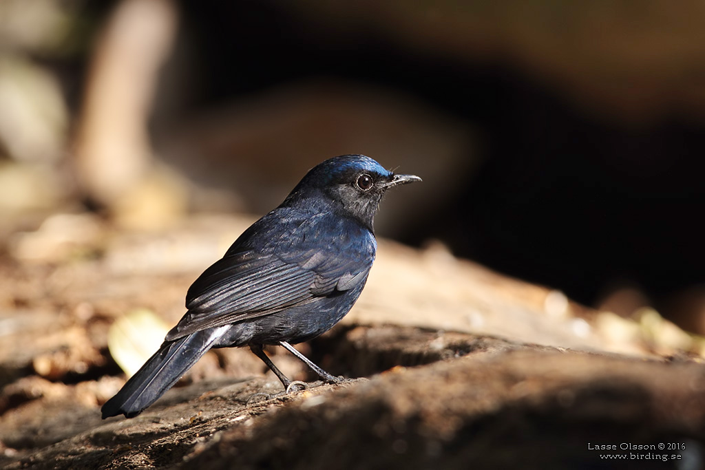 WHITE-TAILED ROBIN (Myiomela leucura) - Stäng / close