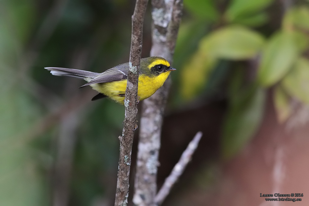 YELLOW-BELLIED FANTAIL (Chelidorhynx hypoxanthus) - Stäng / close