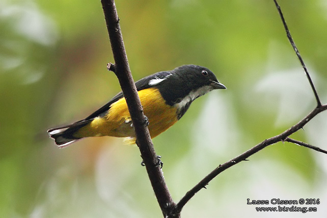 YELLOW-BELLIED FLOWERPECKER (Dicaeum melanoxanthum) - STOR BILD / FULL SIZE