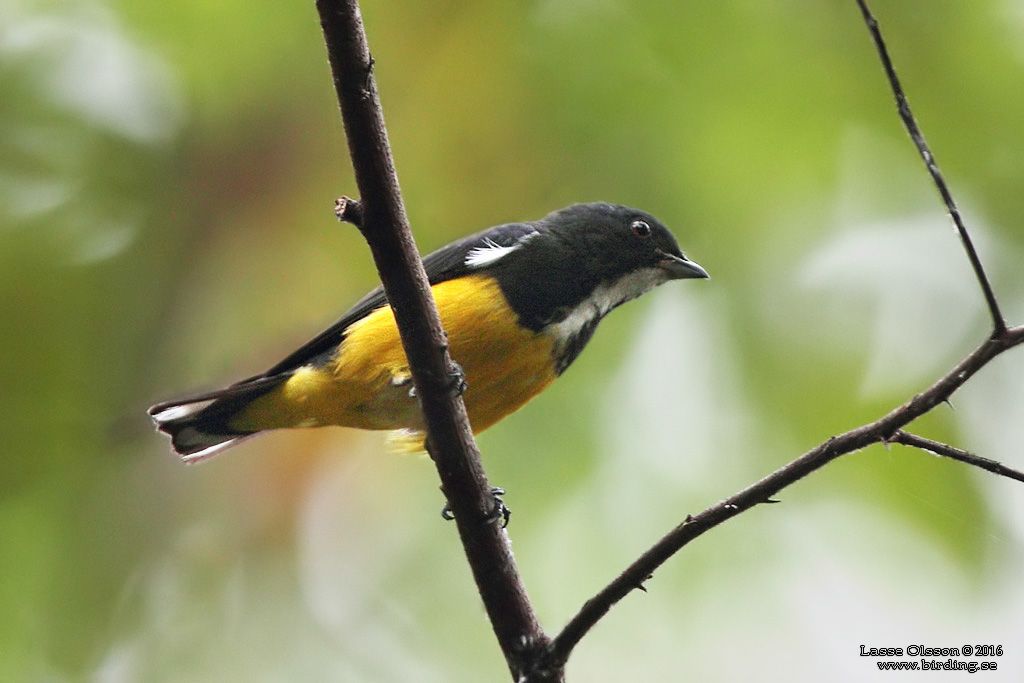 YELLOW-BELLIED FLOWERPECKER (Dicaeum melanoxanthum) - Stäng / close