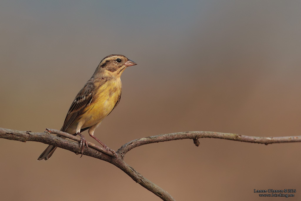 YELLOW-BREASTED BUNTING (Emberiza aureola) - Stäng / close