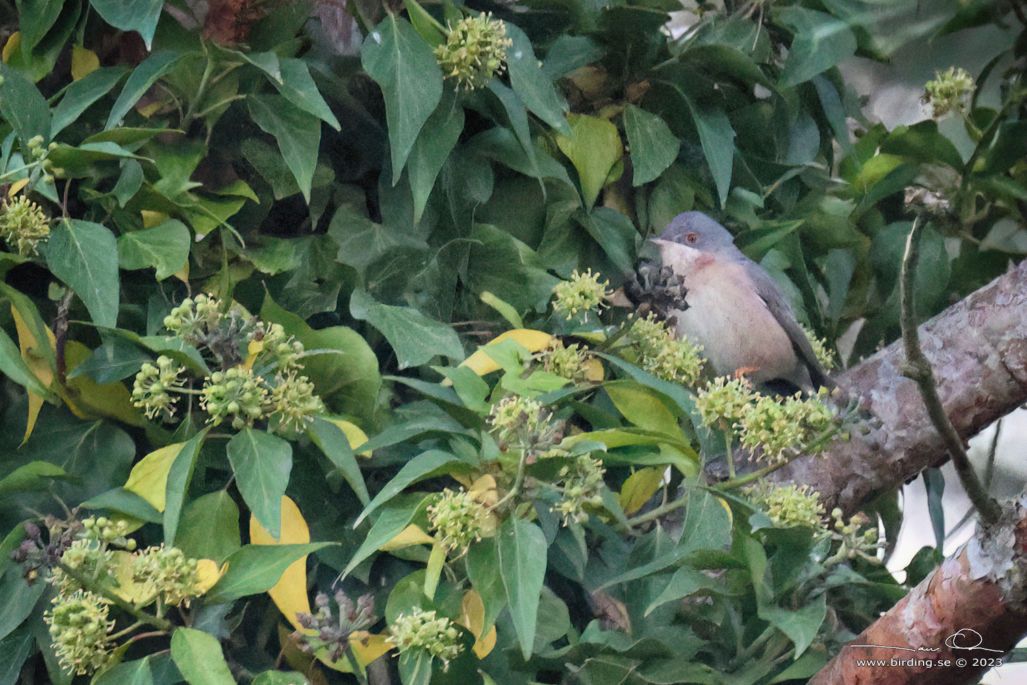 ROSTSNGARE / WESTERN SUBALPINE WARBLER (Curruca inornata) - Stng / Close