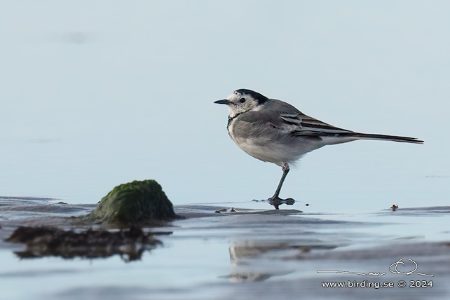 SÄDESÄRLA / WHITE WAGTAIL (Motacilla alba) - stor bild / full size