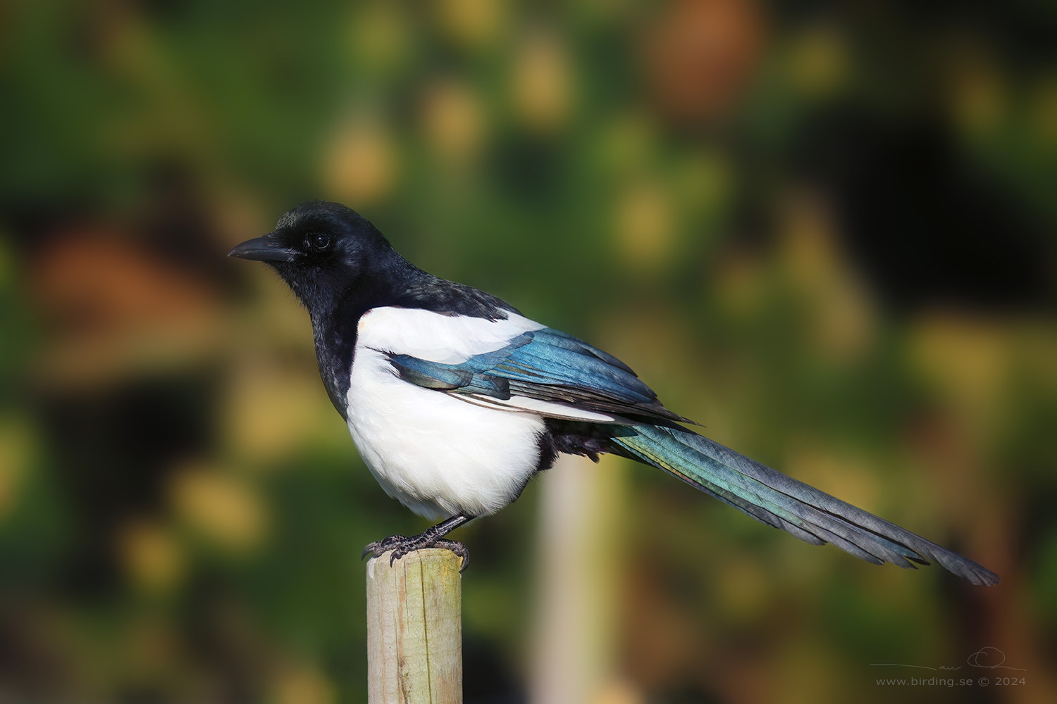 SKATA / EURASIAN MAGPIE (Pica pica) - Stng / Close